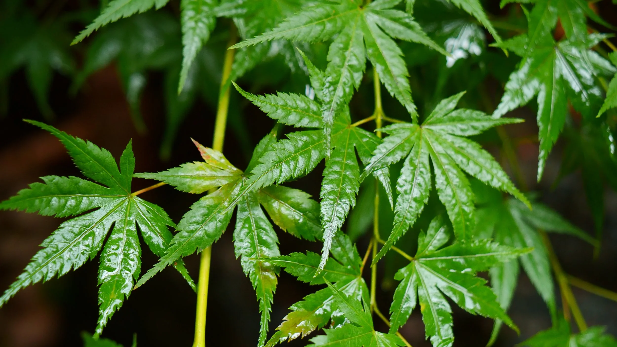 garden_2.JPG