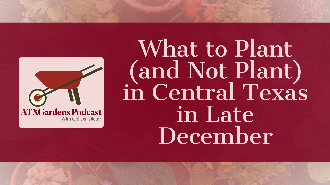 Episode 7: What to Plant (and Not Plant) in Central Texas in Late December