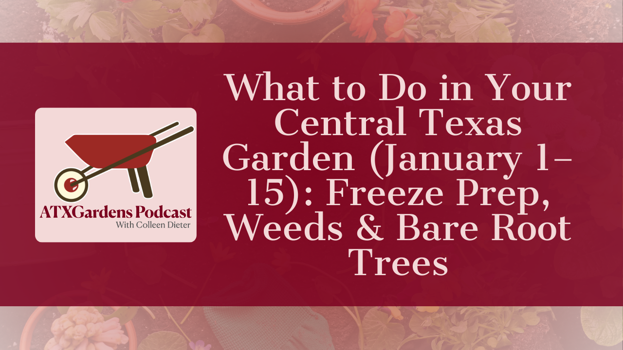 What to Do in Your Central Texas Garden (January 1–15): Freeze Prep, Weeds &amp; Bare Root Trees