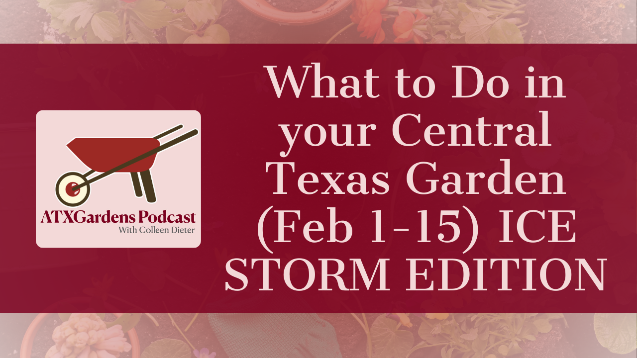 What to Do in your Central Texas Garden (Feb 1-15) ICE STORM EDITION