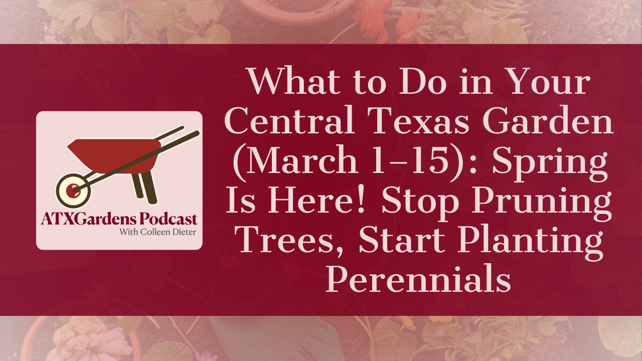 What to Do in Your Central Texas Garden (March 1-15): Spring is Here! Stop pruning trees, start planting perennials.