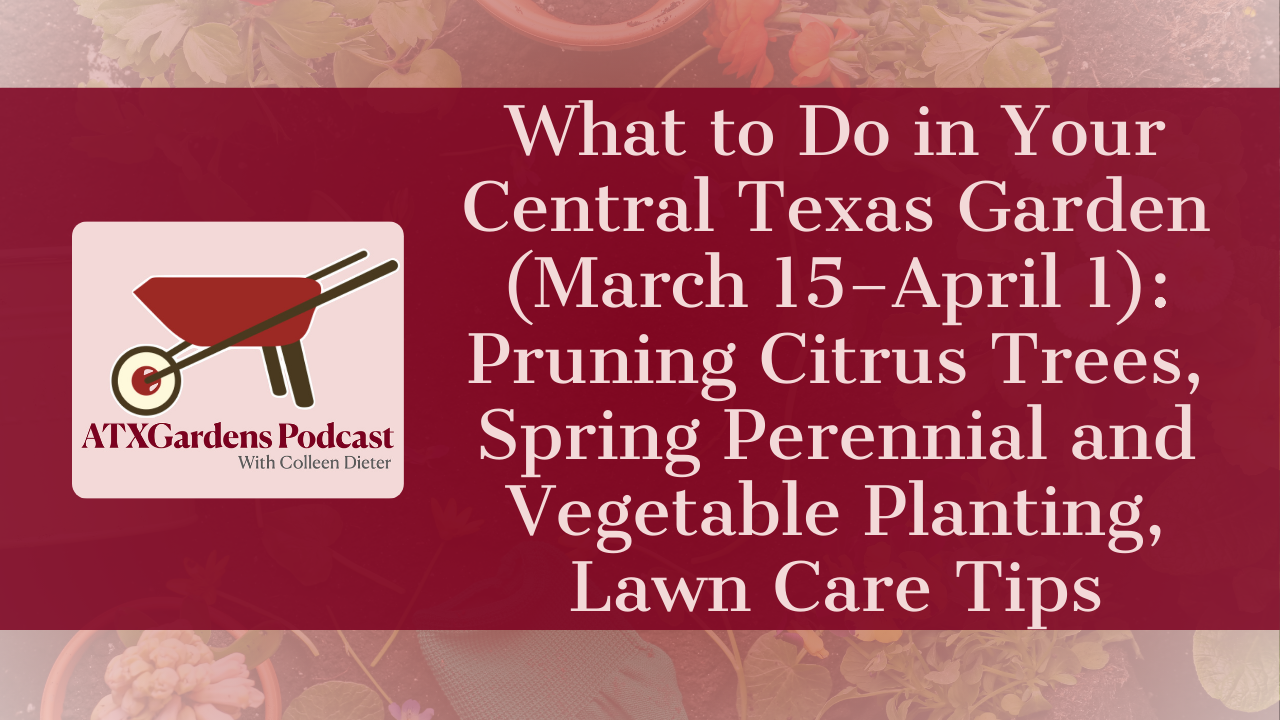 What to Do in Your Central Texas Garden (March 15–April 1): Pruning Citrus Trees, Spring Perennial and Vegetable Planting, Lawn Care Tips