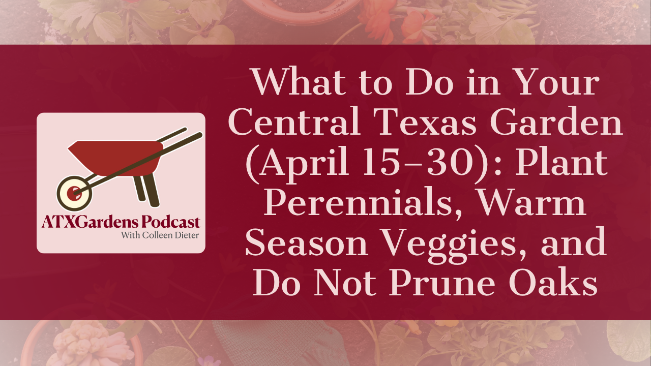 What to Do in Your Central Texas Garden (April 15–30): Plant Perennials, Warm Season Veggies, and Do Not Prune Oaks