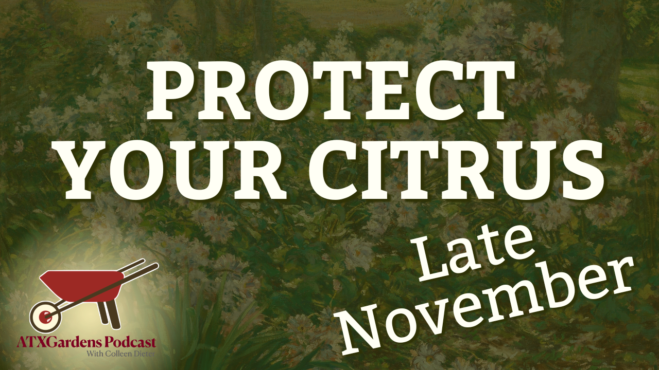 Episode 5: What to Plant and Protect in Your Central Texas Garden (Late November – Early December)