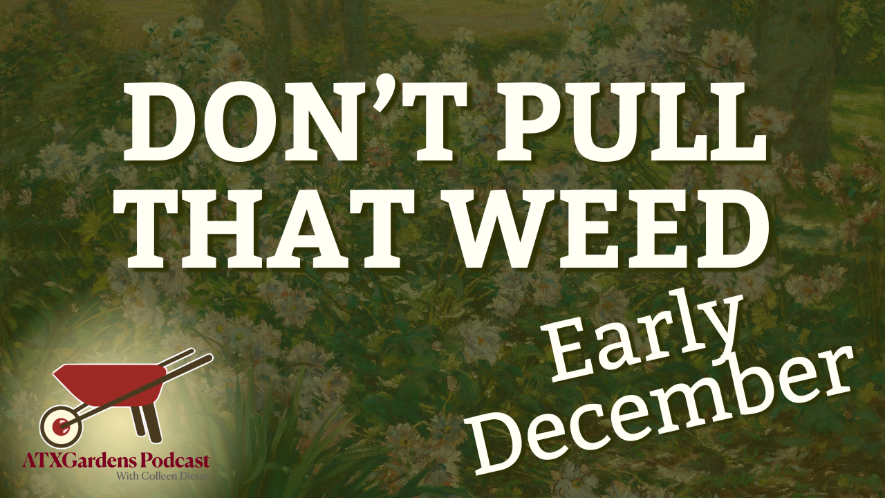 Episode 6: December Garden Prep for Austin Homeowners: Weeds, Trees &amp; Winter Care