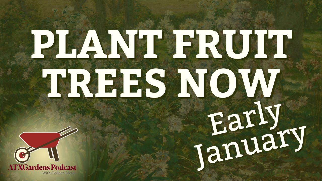 Episode 8: What to Do in Your Central Texas Garden (January 1–15): Freeze Prep, Weeds &amp; Bare Root Trees
