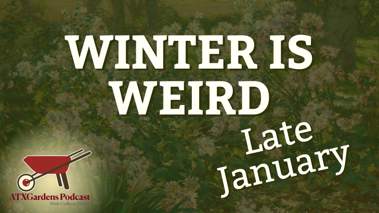 Episode 9: What to Do in Your Central Texas Garden (January 16–31): Weird Weather, Weeds &amp; Winter Prep