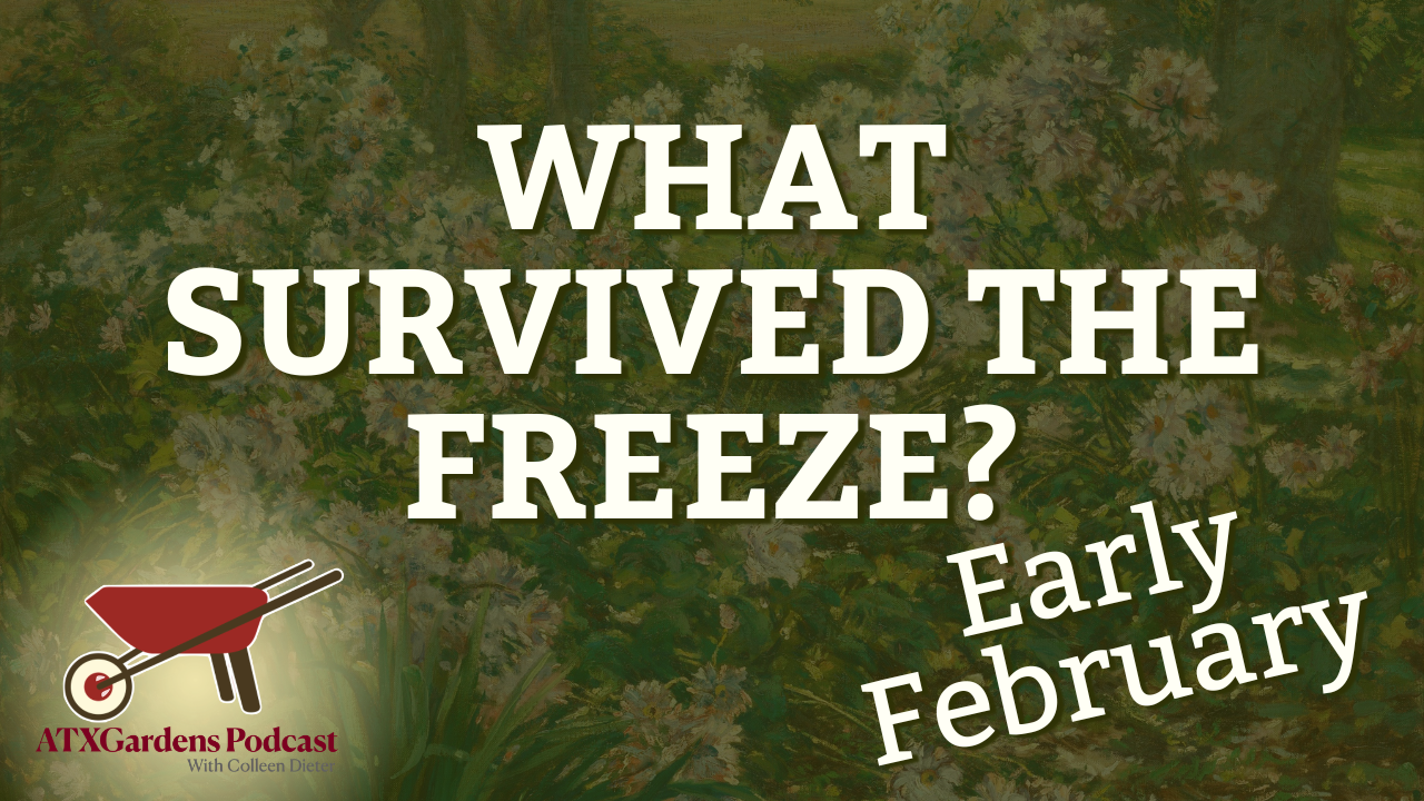 Episode 10: What to Do in your Central Texas Garden (Feb 1-15) ICE STORM EDITION
