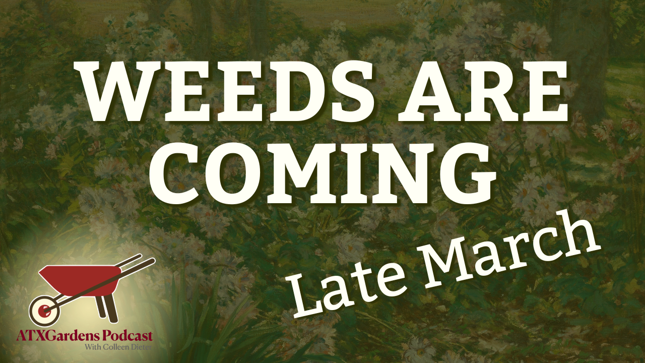 Episode 13: What to Do in Your Central Texas Garden (March 15–April 1): Pruning Citrus Trees, Spring Perennial and Vegetable Planting, Lawn Care Tips