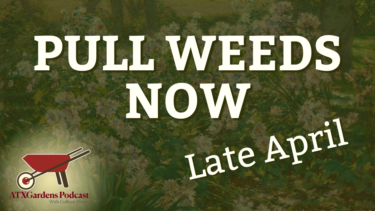 Episode 15: What to Do in Your Central Texas Garden (April 15–30): Plant Perennials, Warm Season Veggies, and Do Not Prune Oaks