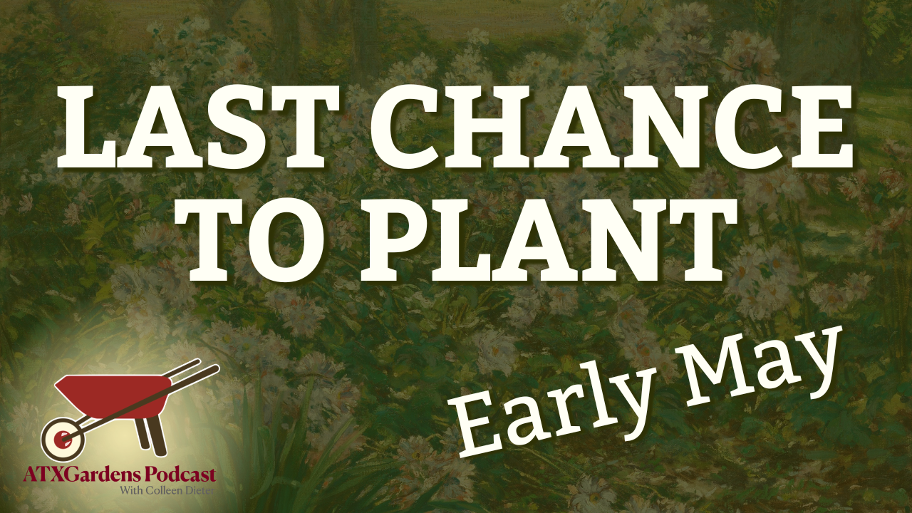 Episode 16: What to Do in Your Central Texas Garden (May 1–15): Enjoy the Blooms, Don’t Touch Those Trees, and Summer Veggie Planting