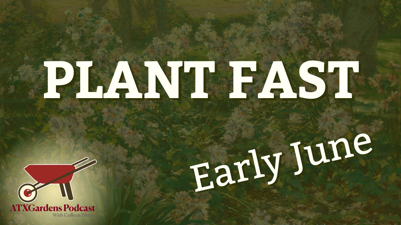 Episode 18: What to do in your Central Texas garden (June 1-15): Harvest Veggies &amp; Plant Fast