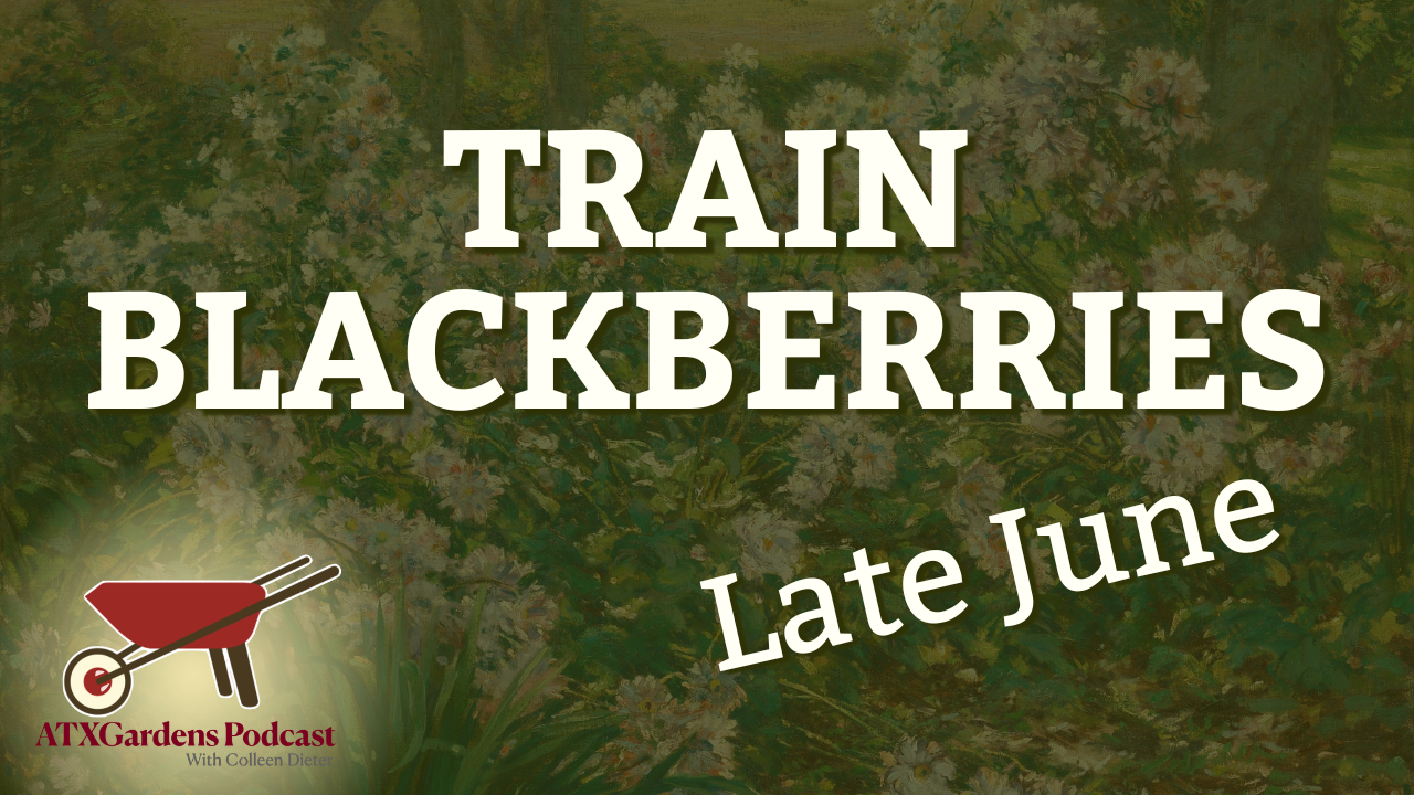 What to Do in Your Central Texas Garden (June 15–30): Train Blackberries &amp; Plan for Fall