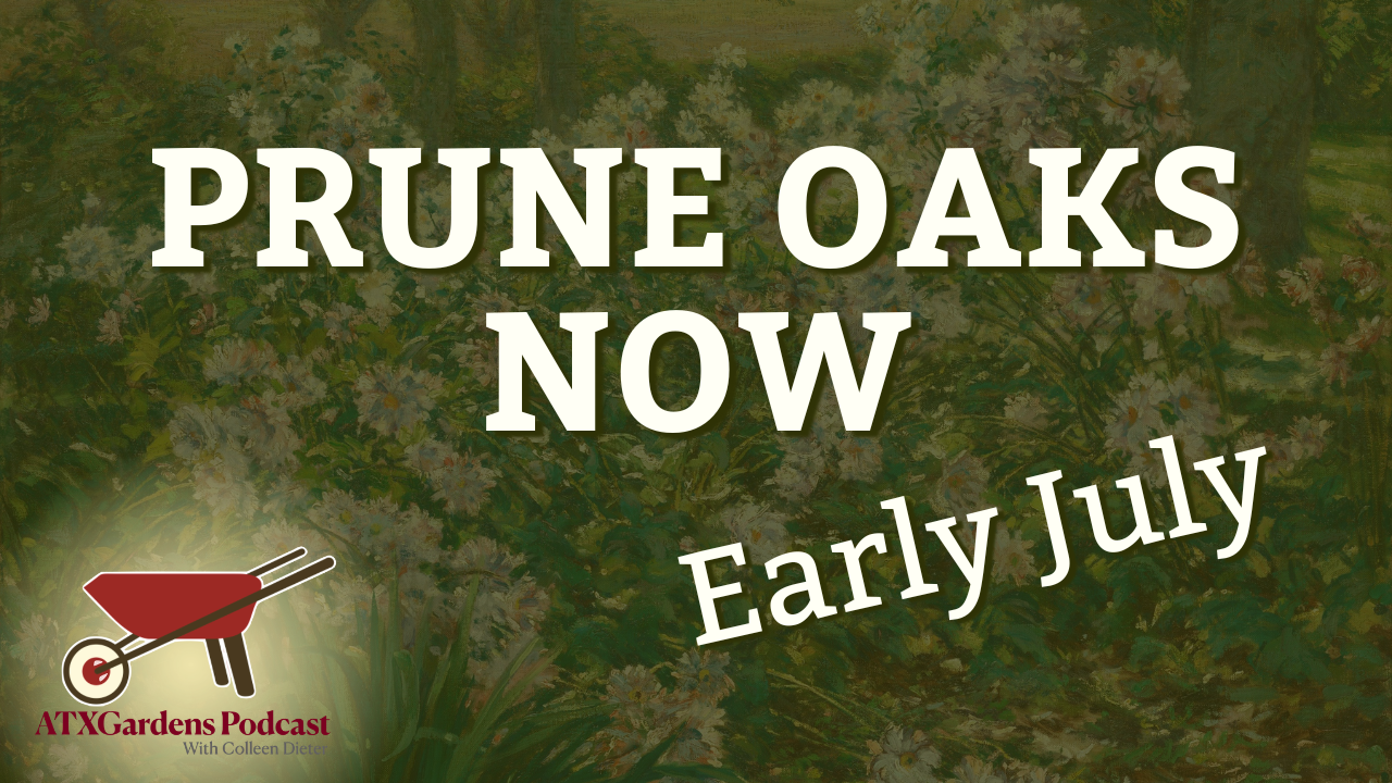 What to Do in Your Central Texas Garden (July 1–15): Rain Gardens, Fig Harvest &amp; Summer Pruning