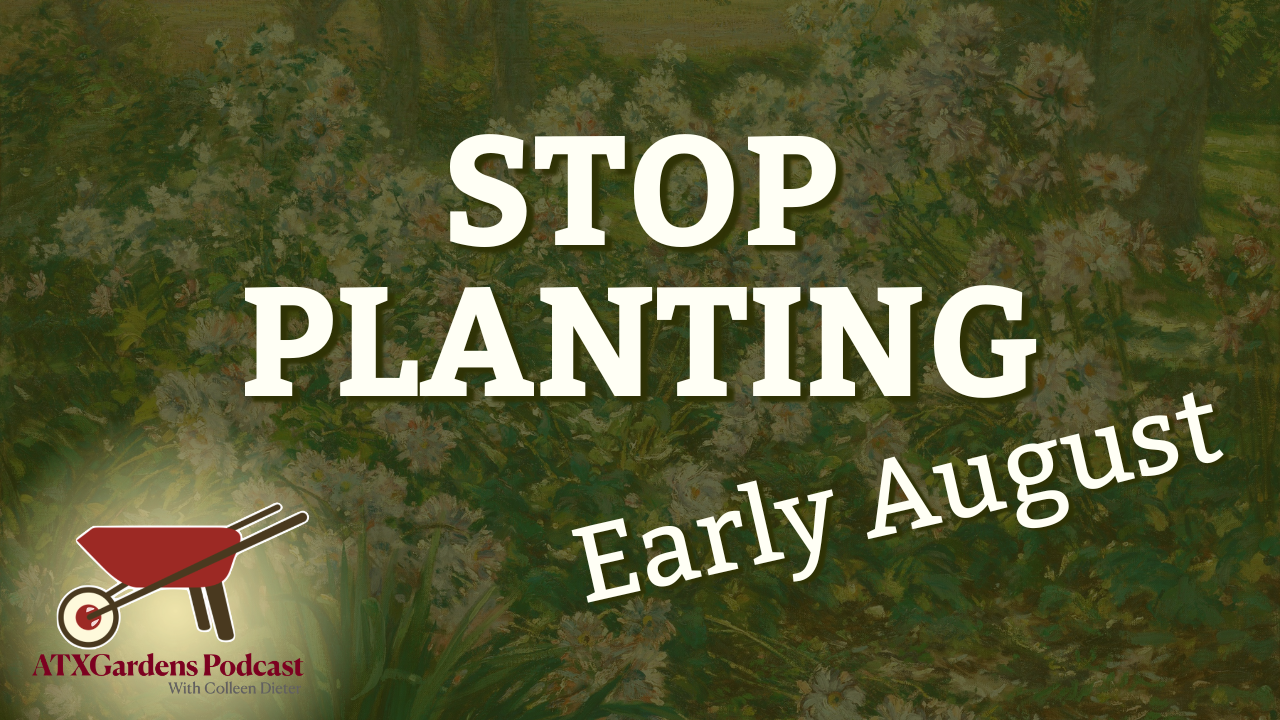 What to Do in Your Central Texas Garden (Aug 1–15): Stop Planting &amp; Plan for Fall
