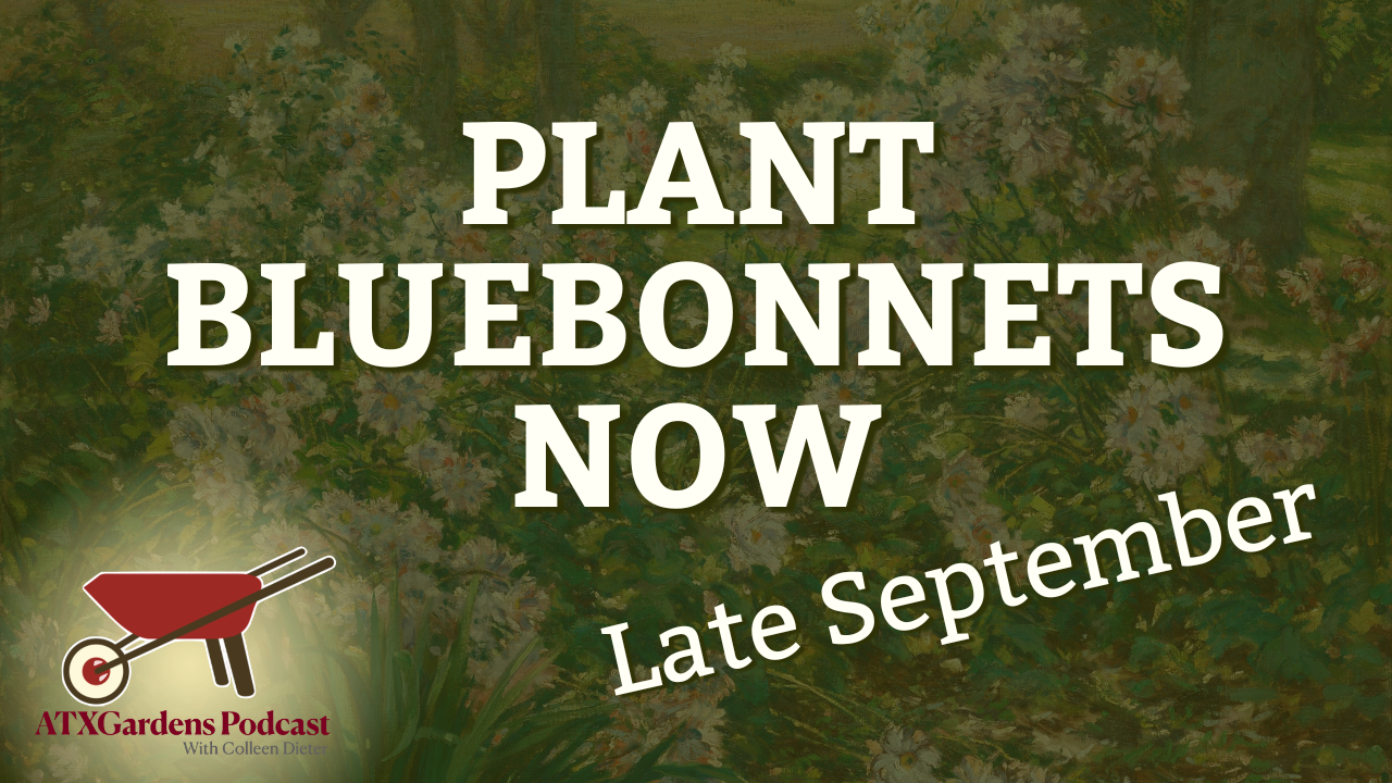 What to Do in Your Central Texas Garden (Sept. 15–30): Fall Planting &amp; Bluebonnets