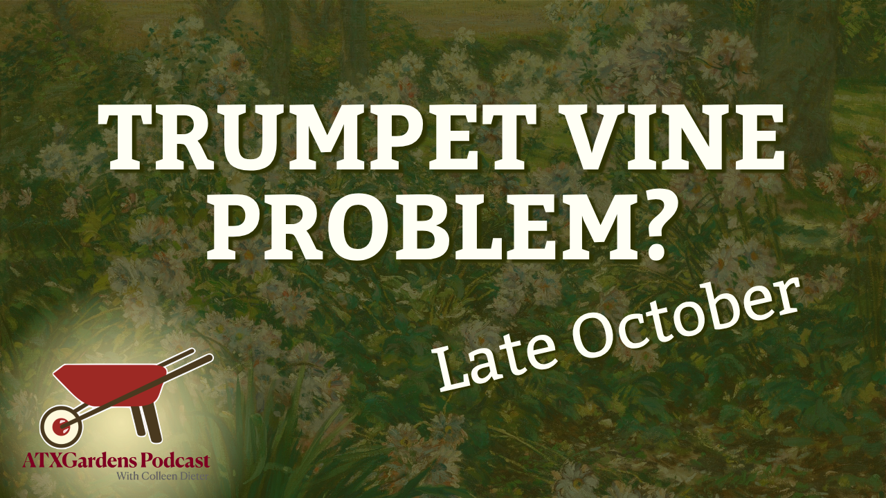 What to Do in Your Central Texas Garden (Oct. 15–31): Last-Chance Fall Planting