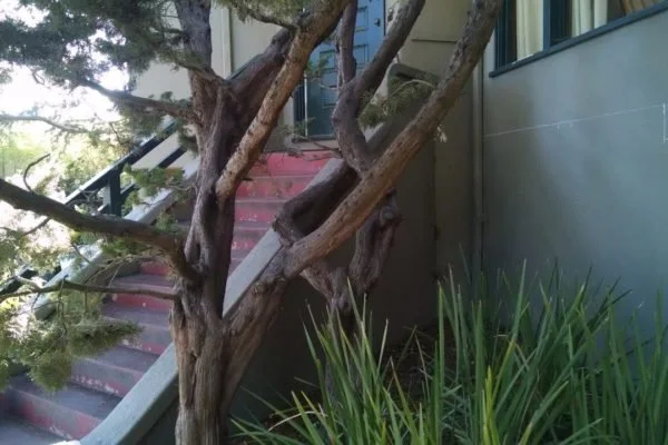 Before side view of the entry stairs behind mature trees and planting, showing the steep alignment and tight access that led to the new nature inspired stair design.