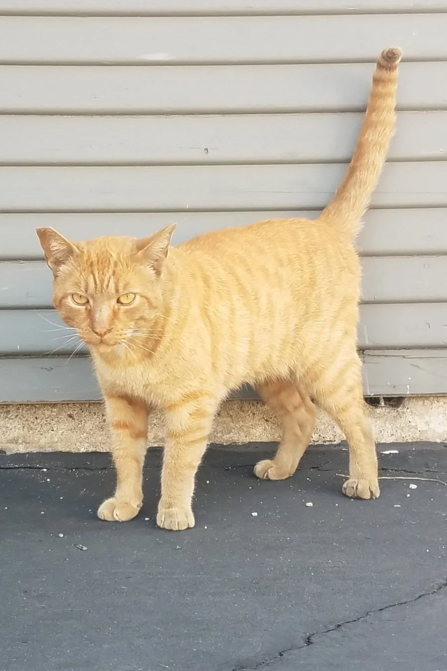 Profile picture of Frankie Levitch (the cat) - Yard Manager at Levitch Associates, Inc.