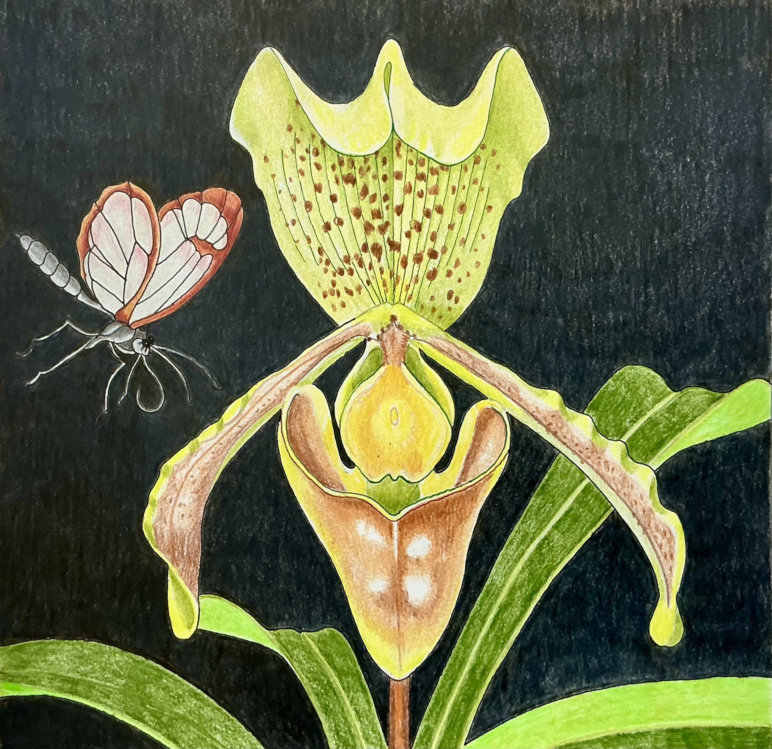 BrianSickleThe+Orchiidaceae+Family3.jpg