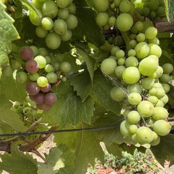 adonna-new-green-pinot-grapes-canfield-2.jpeg