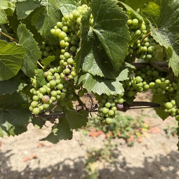 adonna-new-green-pinot-grapes-canfield.jpeg