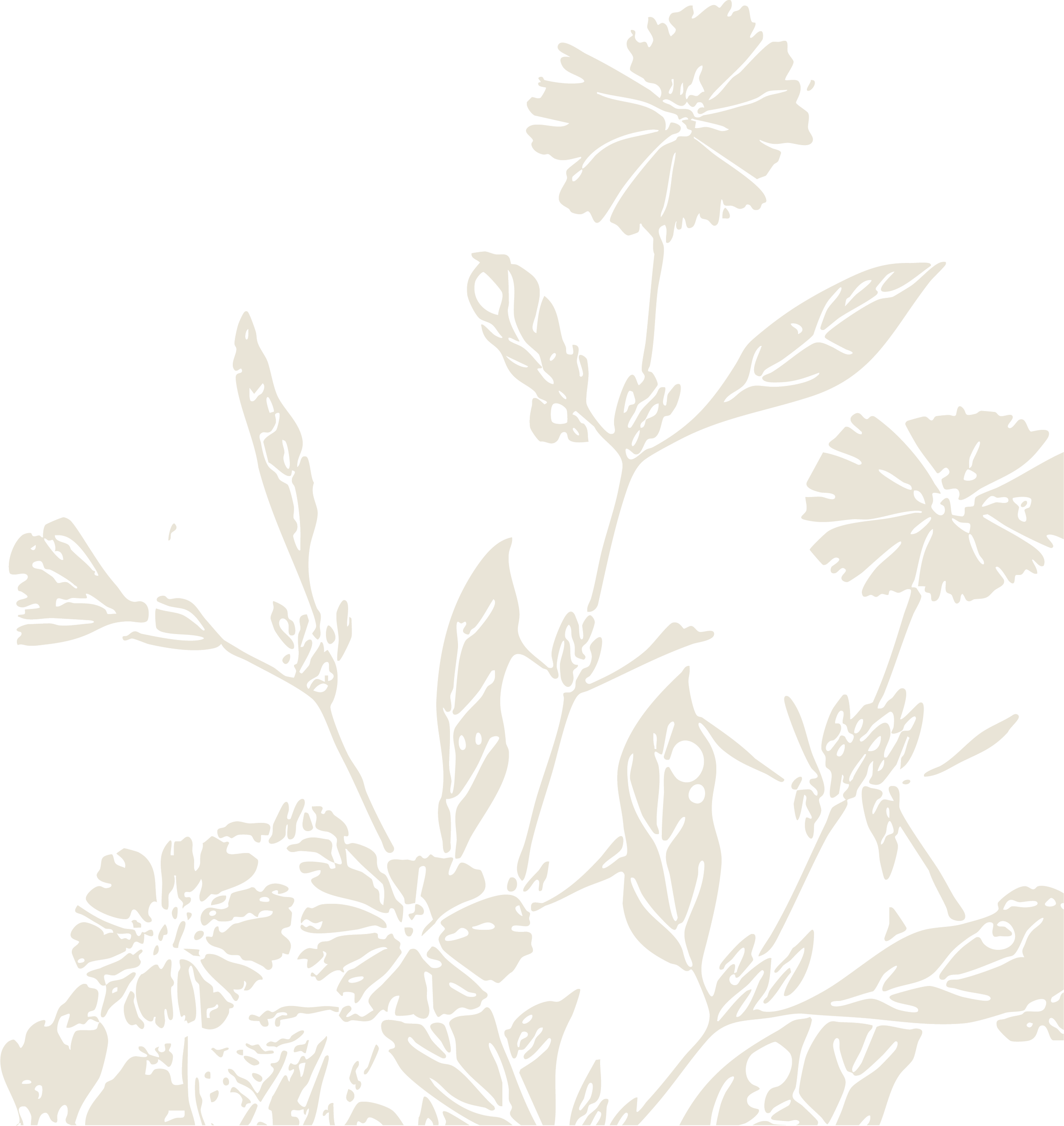Black and white illustration of a flowering plant with multiple blooms and leaves.