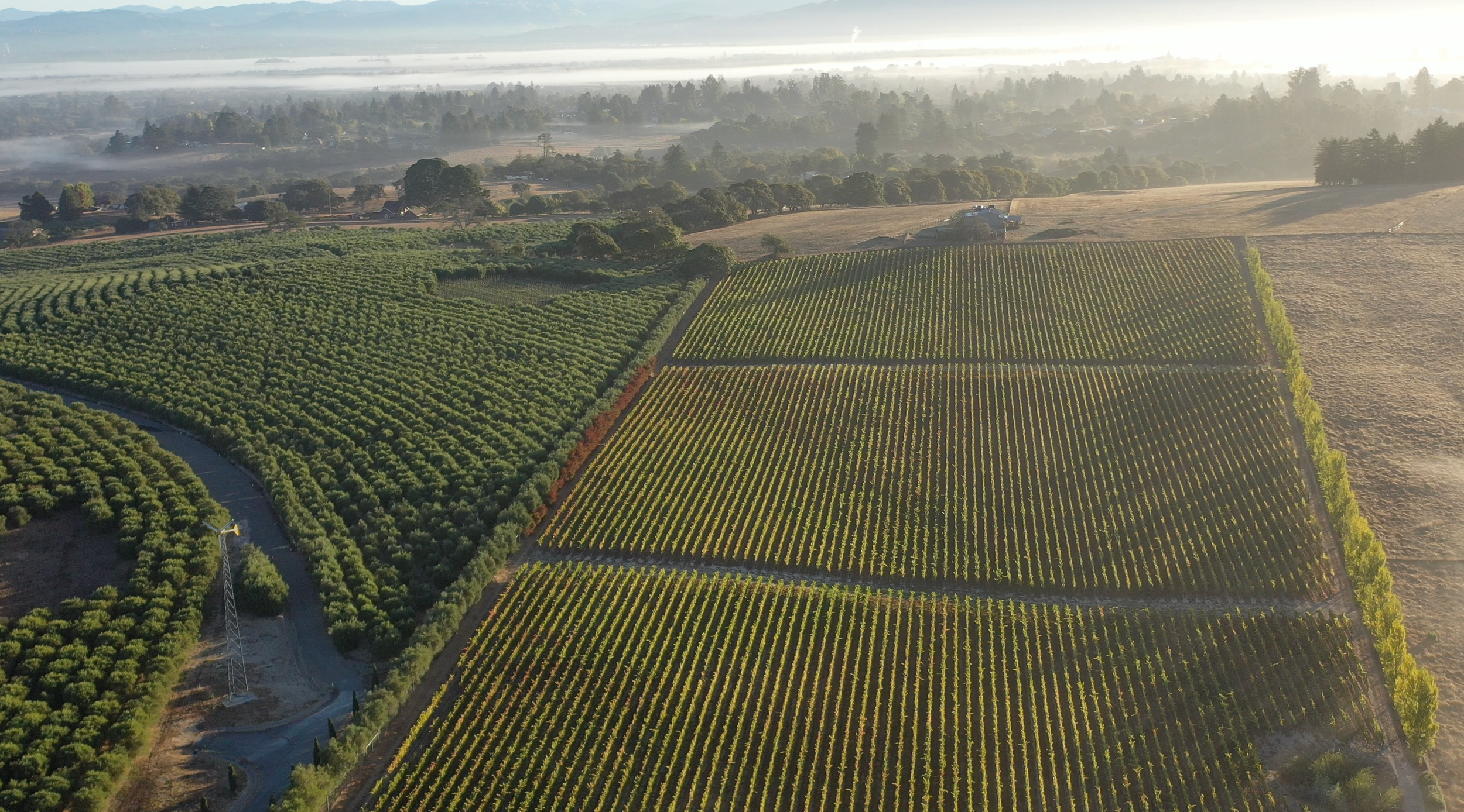 Aerial view of Canfield Vineyard with rows of grapevines, surrounded by fields and trees, with hills and a hazy sky in the background.