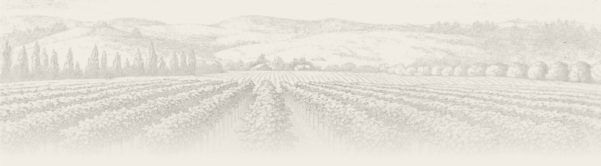 A landscape sketch of Canfield Vineyard with rows of grapevines, rolling hills in the background, and distant trees.