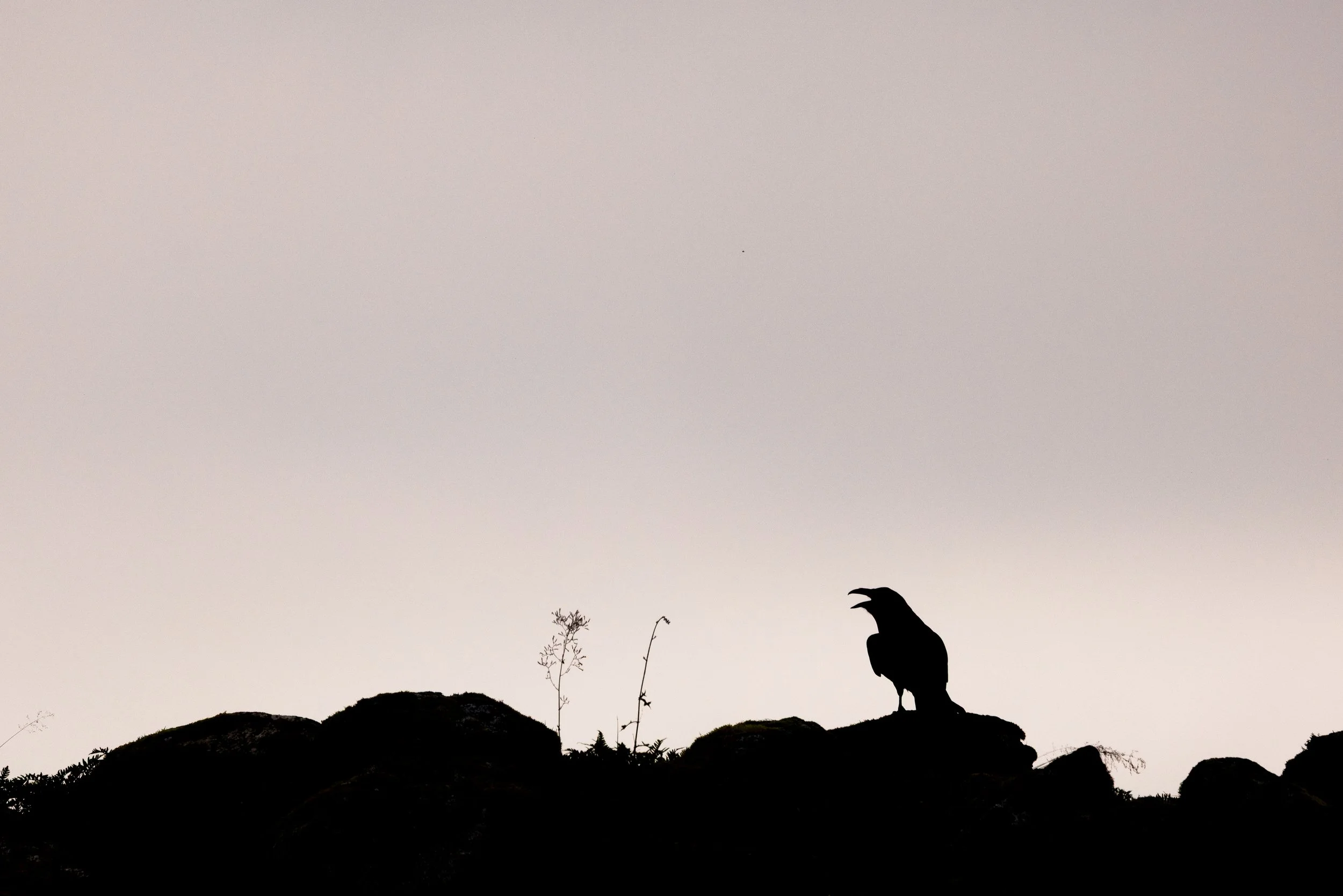 Silhouette of a raven standing on rocks with small plants, against a pale sky.