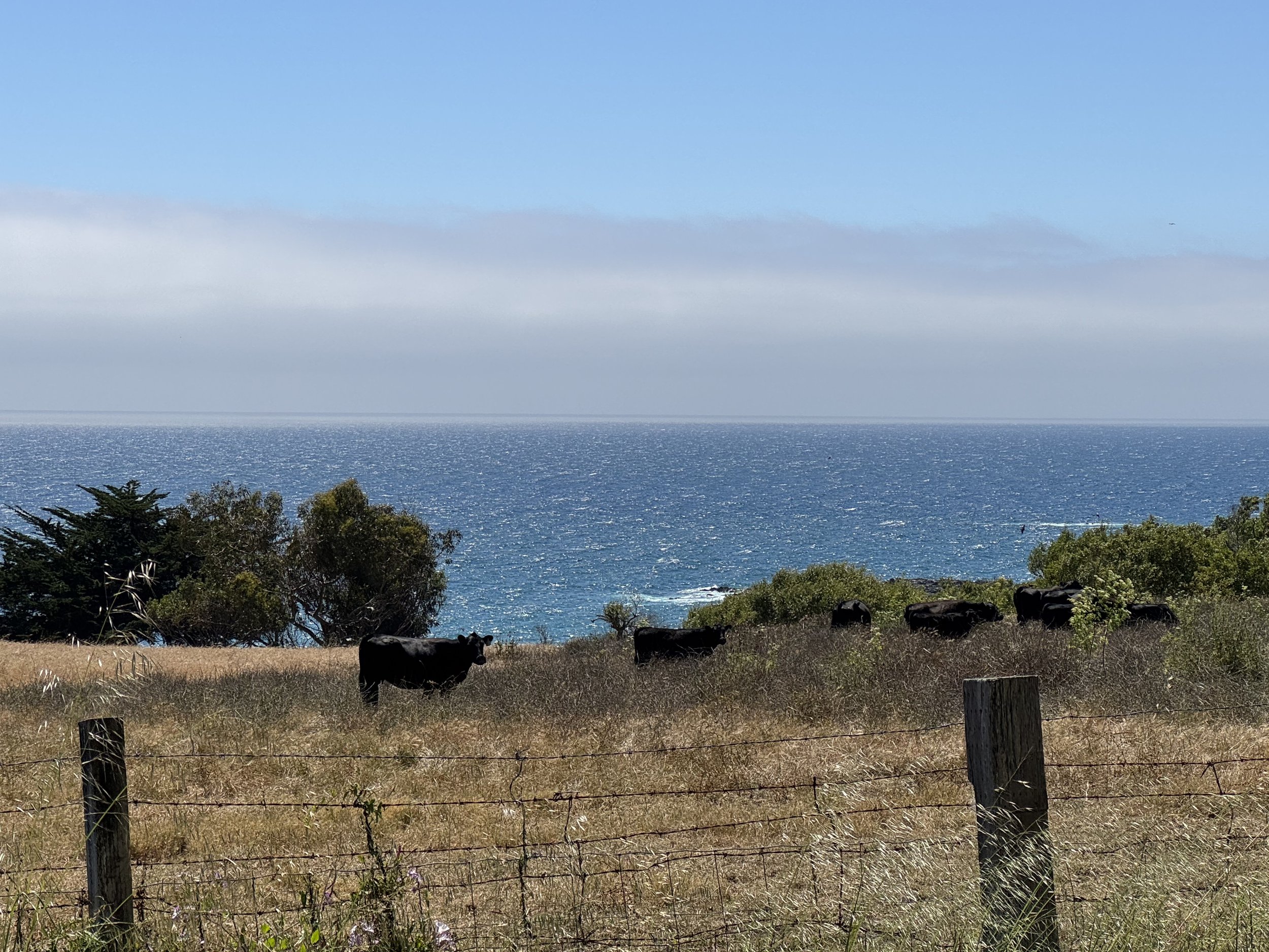 Black cattle grazing in a coastal pasture overlooking the Pacific Ocean near Carmel, California, with golden grasslands, coastal vegetation, and sparkling blue water.