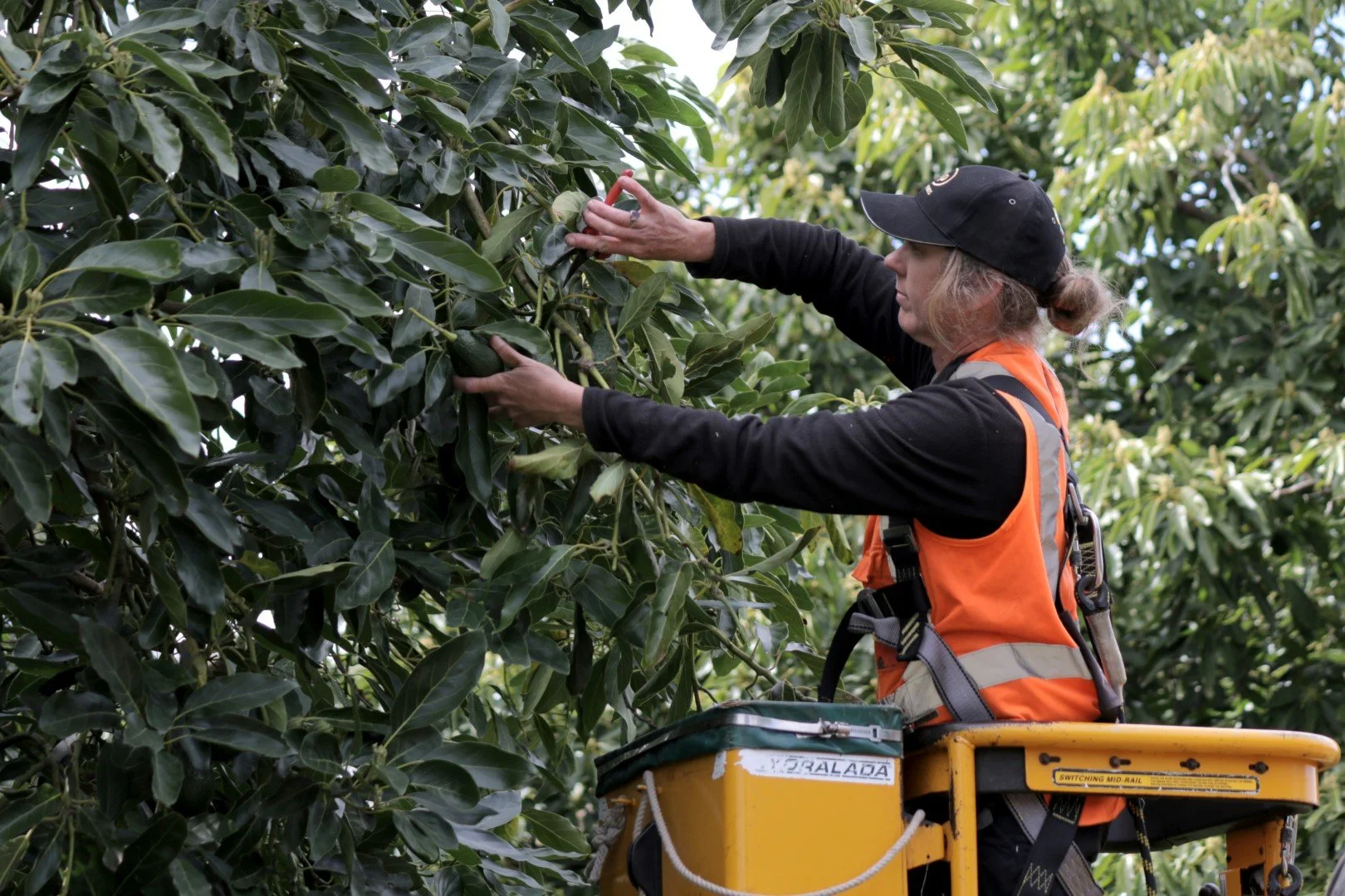 IMG_9190 (Large).JPG