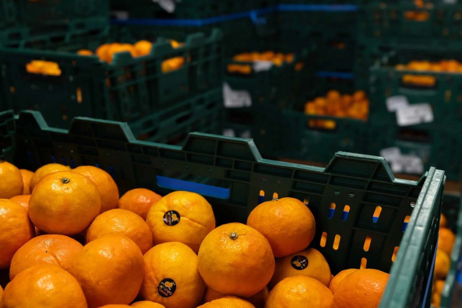 FRESH DIRECT AUCKLAND - SMALL ONLINE-40 (Large).jpg