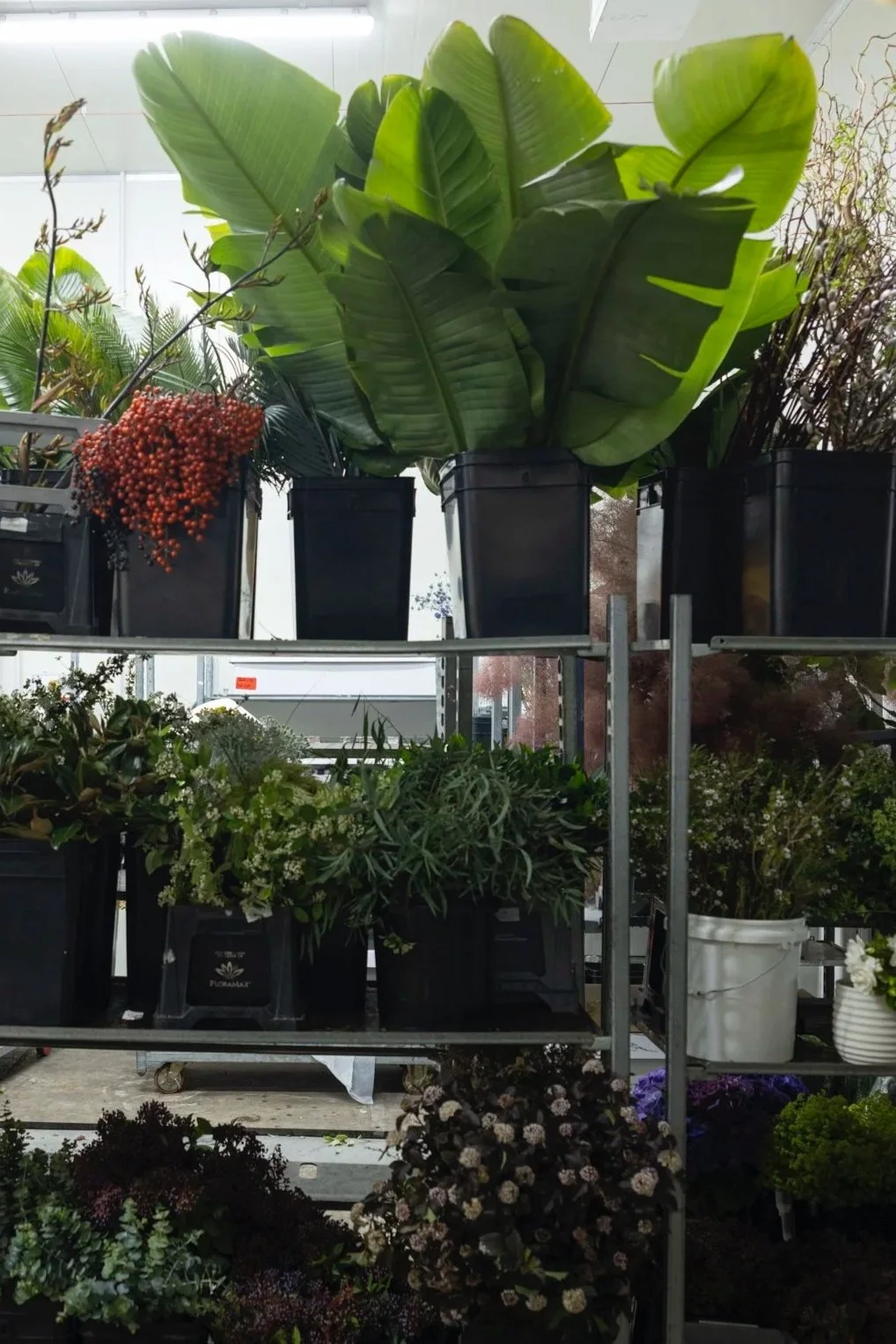 Shelf with potted plants, large green leaves, red berries, and various flowering plants in a greenhouse.