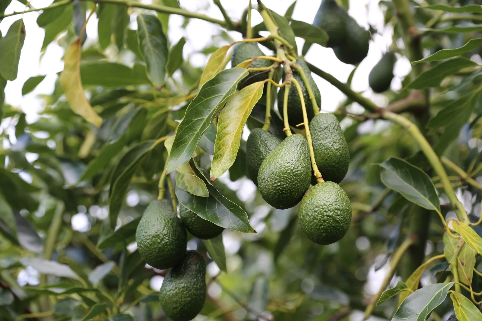 IMG_3210 (Large).JPG