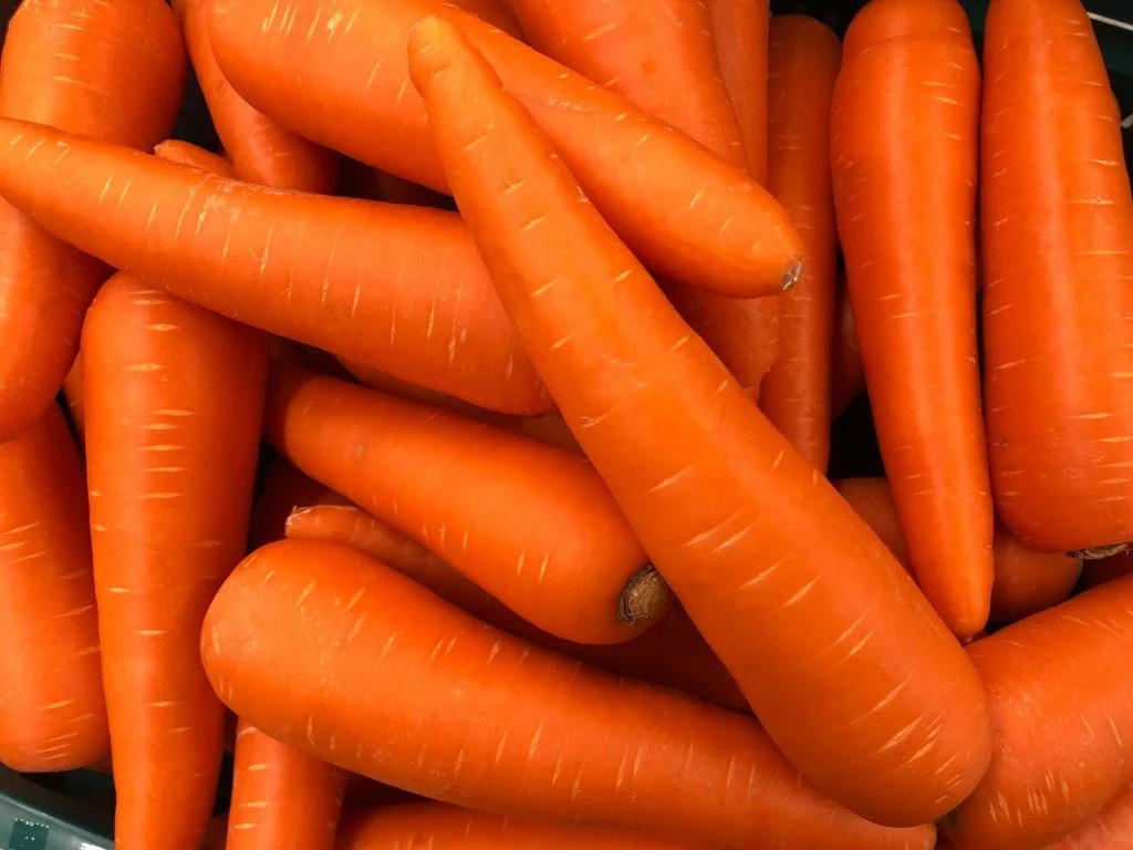 A close-up view of fresh orange carrots.