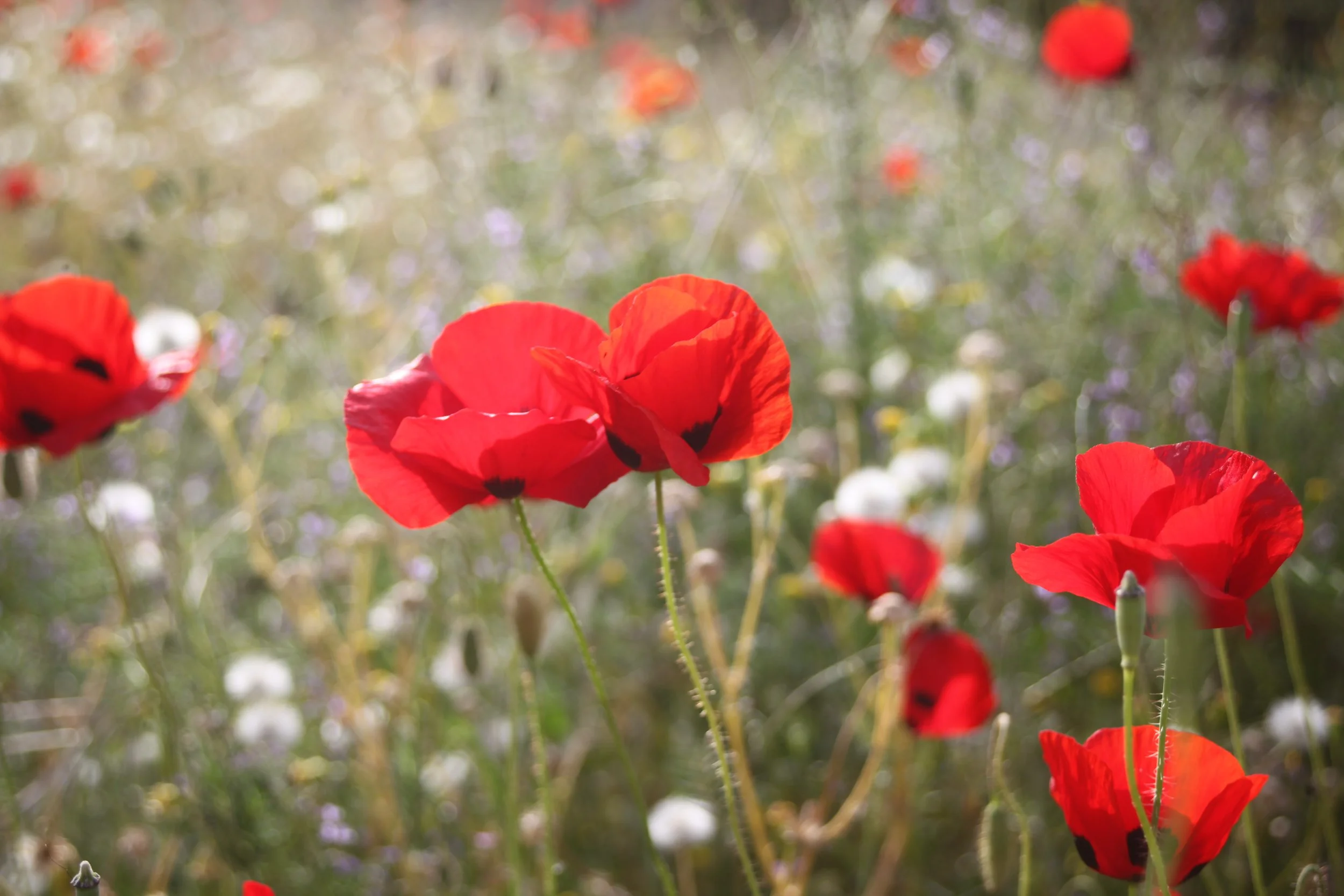 World Bank Funded Bisri Dam 