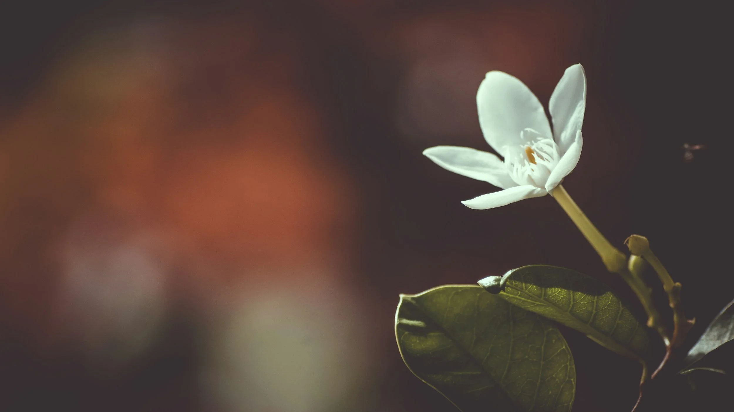 white flower in focus with leaves