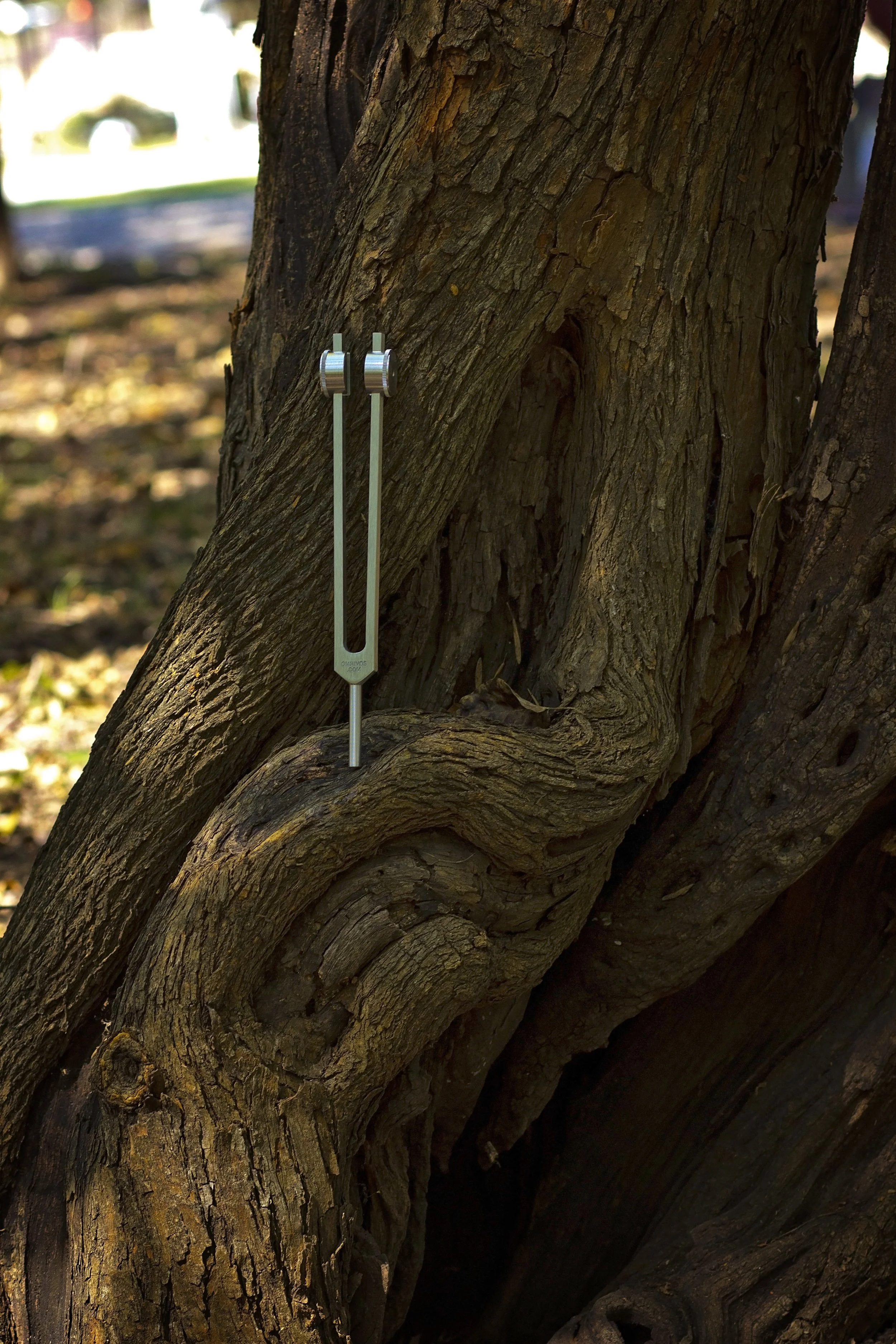 Close-up of a tree trunk with surveyed measuring tools attached, outdoors in sunlight with blurred foliage in the background.