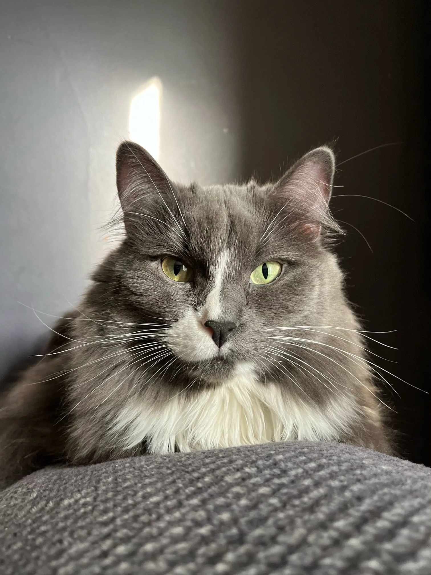 Meow and Forever Cat Rescue | Support Feline Rescue Today