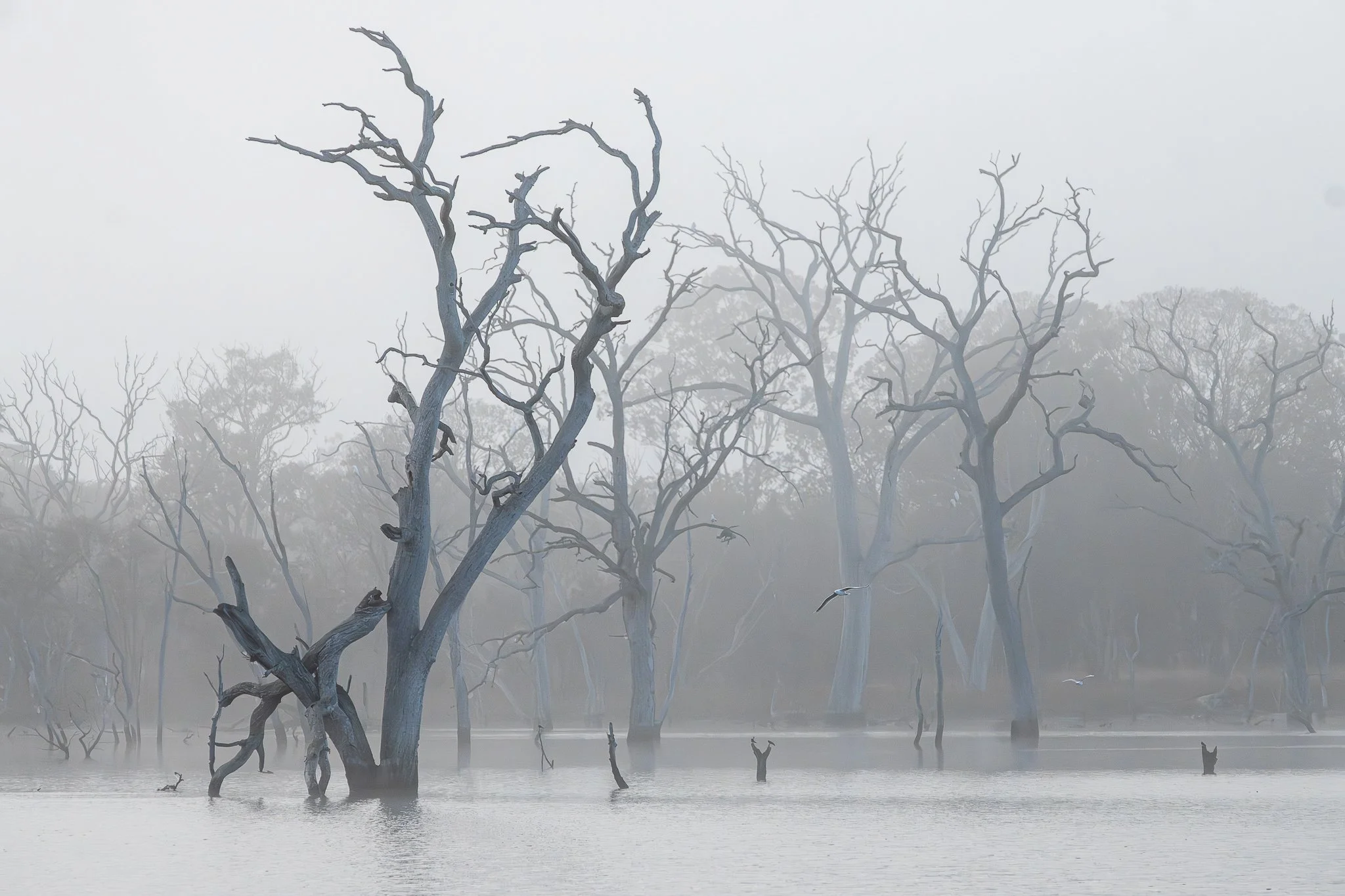 Mulligans Flat, Canberra