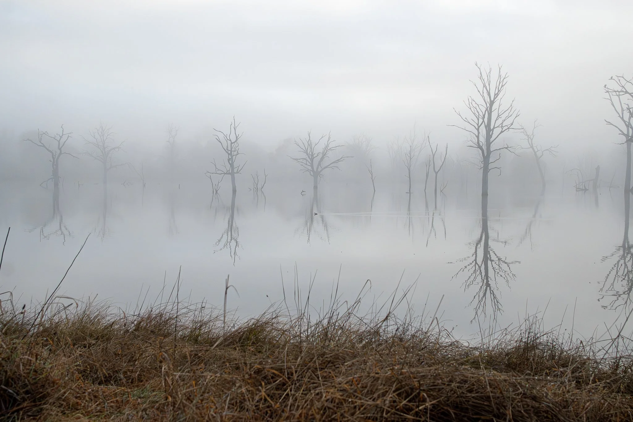 Mulligans Flat, Canberra