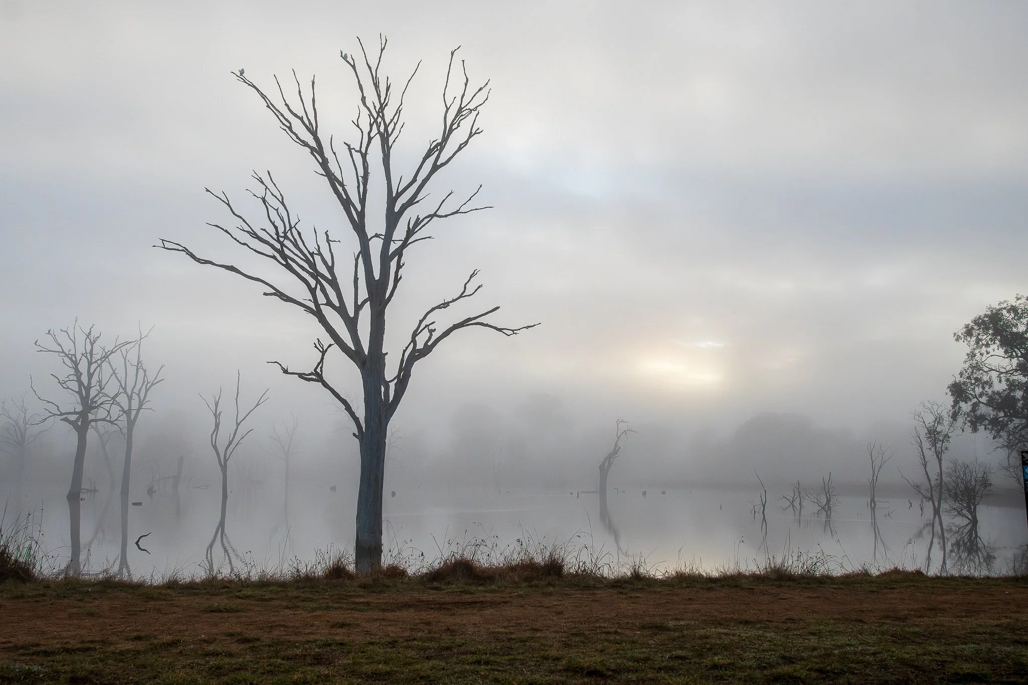 Mulligans Flat, Canberra
