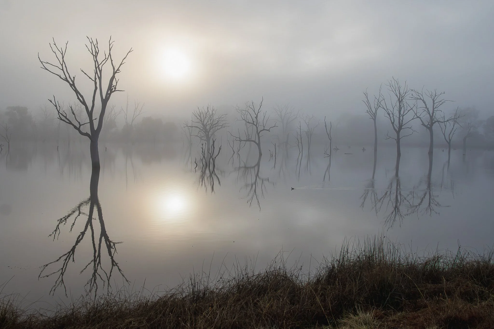 Mulligans Flat, Canberra