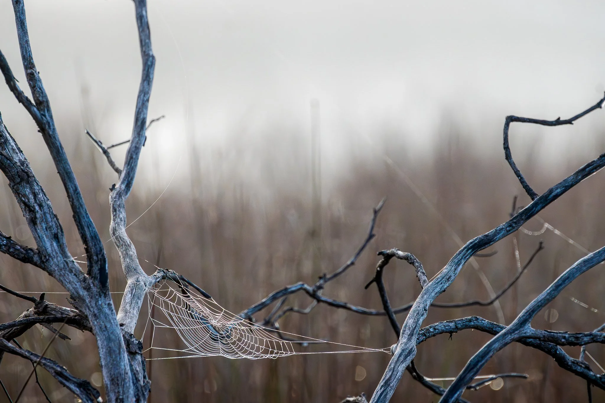 Mulligans  Flat, Canberra