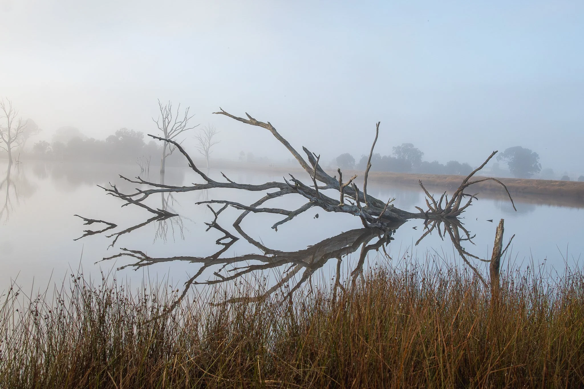 Mulligans Flat, Canberra