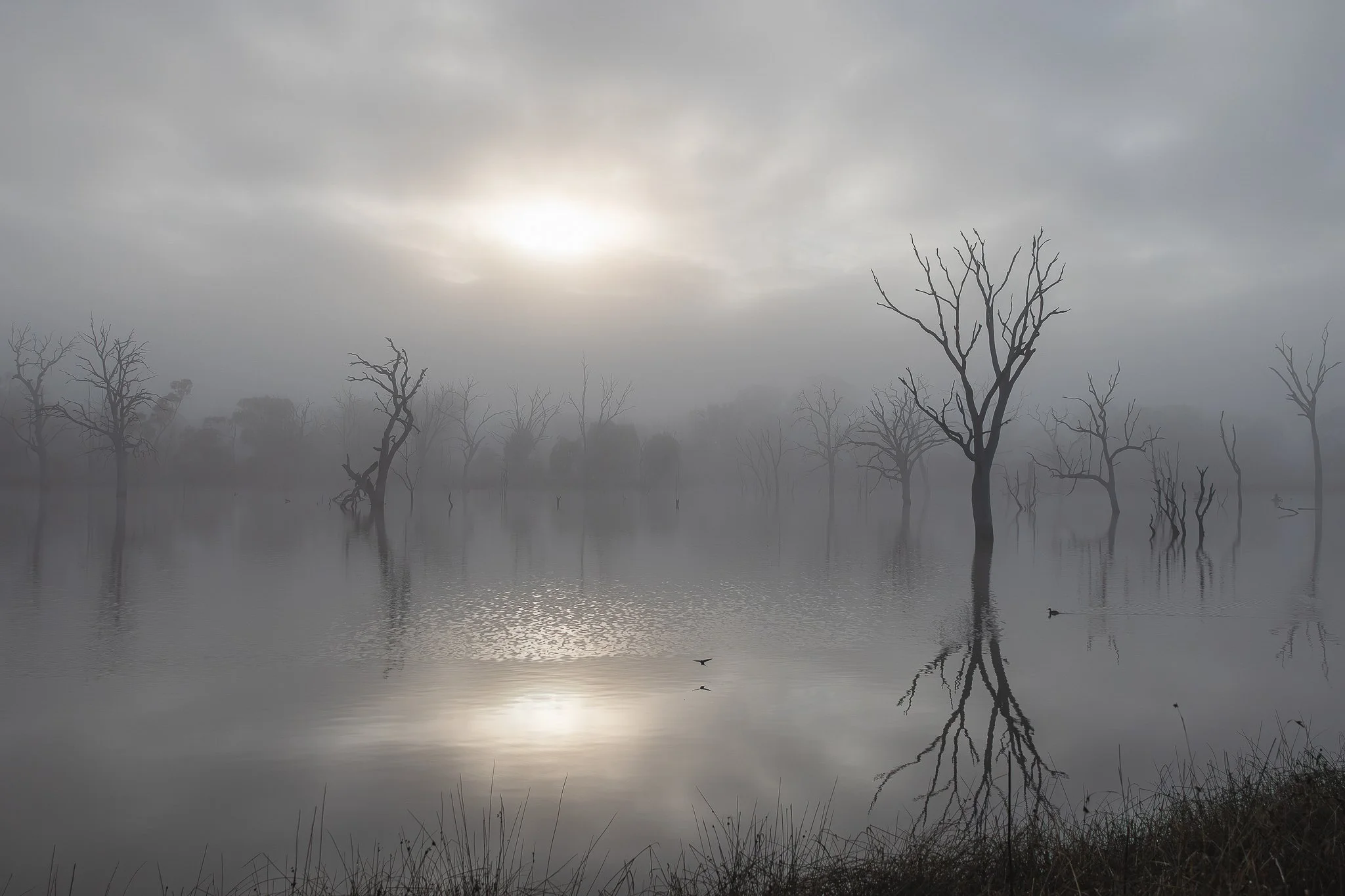 Mulligans Flat, Canberra