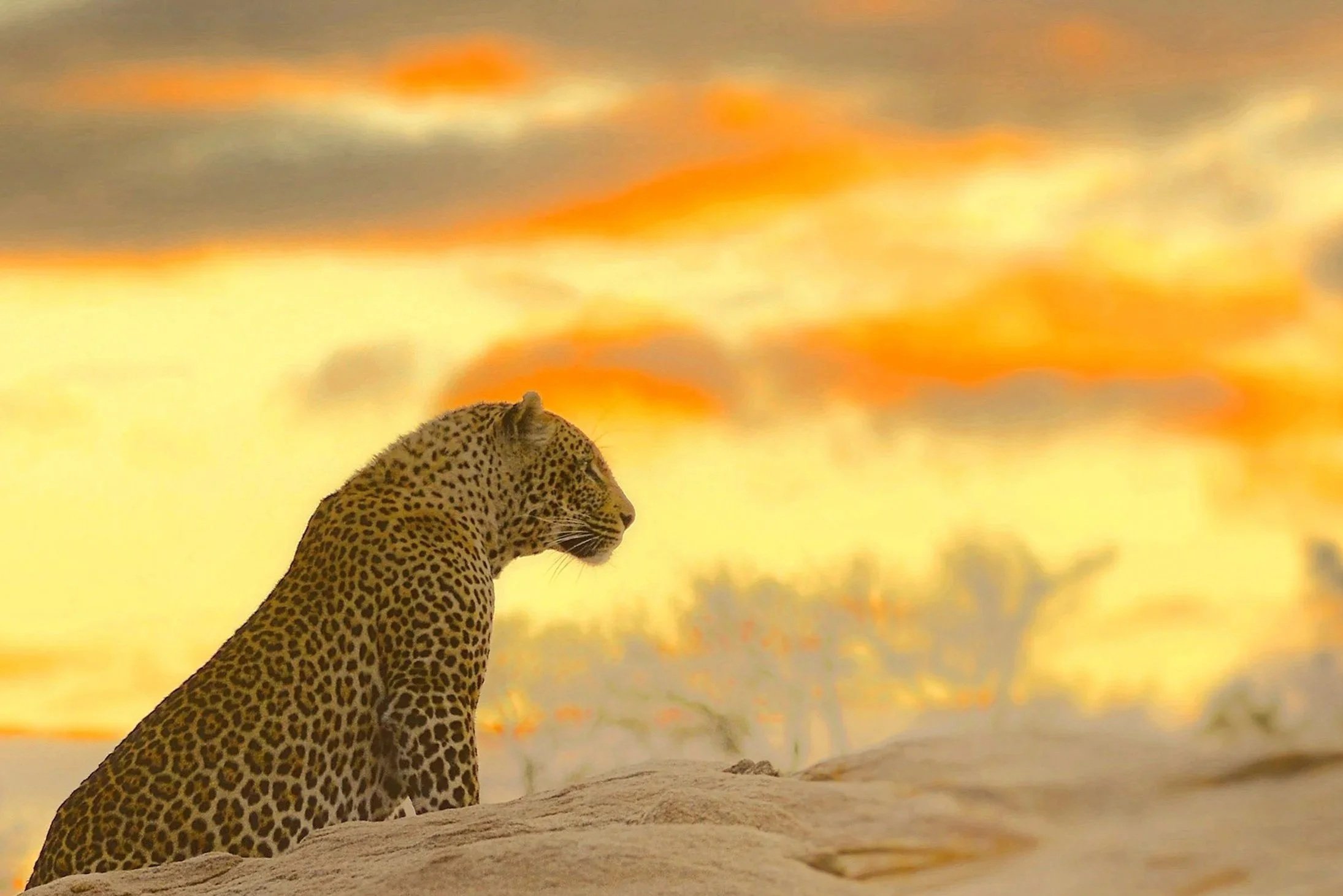 Leopard 4 - Dulini.jpg