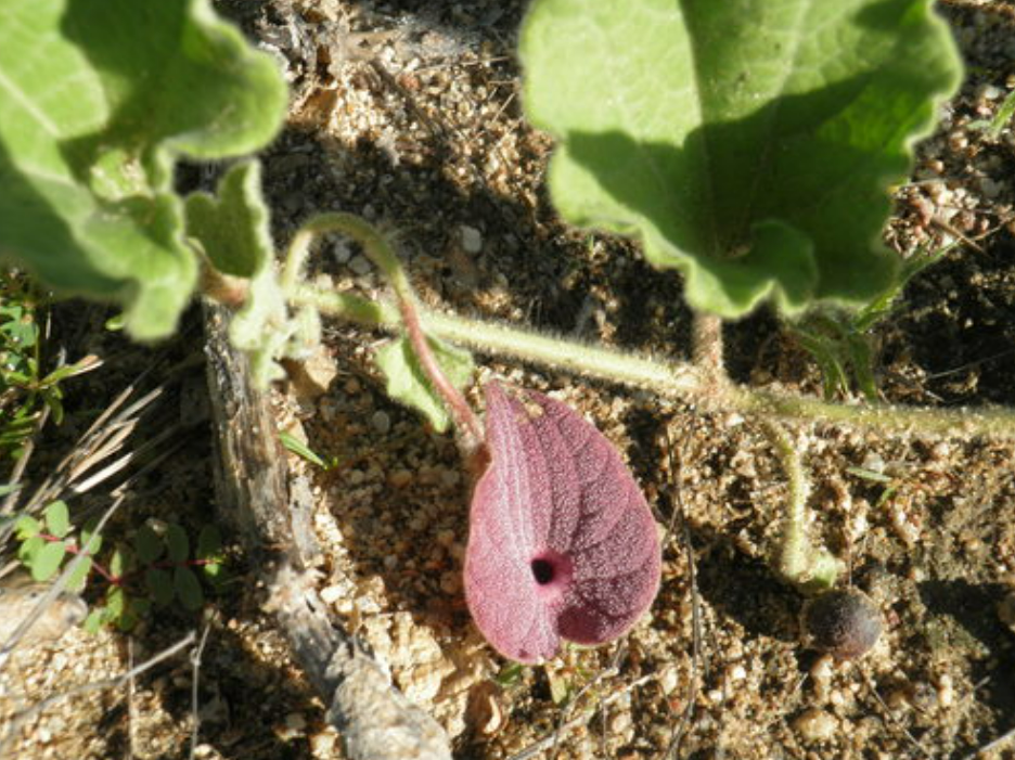 Hierba del Indio para el riñón