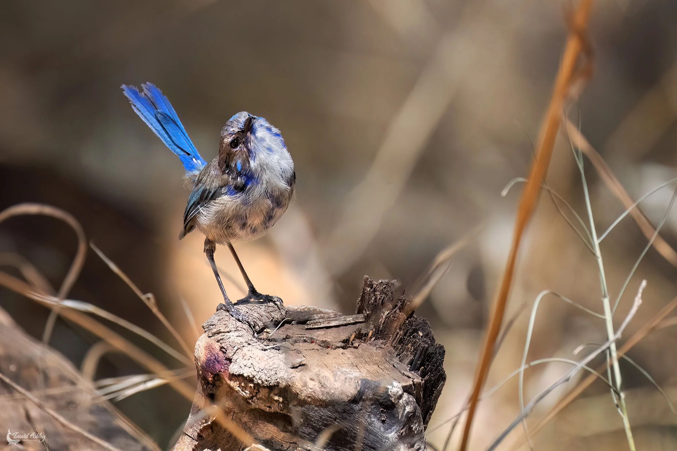 Splendid Fairywren. (BRL07)